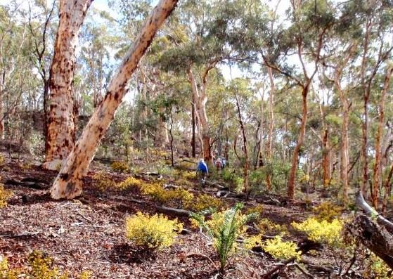 Hot Bush - Bushhiking